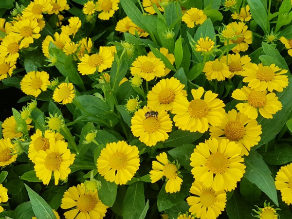 Staude bienenfreundlich